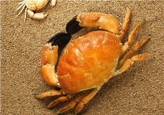 哪種螃蟹適合做香辣蟹？香辣蟹是用什么蟹做的？