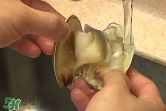 北極貝多少錢(qián)一斤？北極貝長(zhǎng)什么樣子