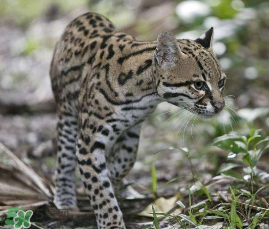 豹貓好養(yǎng)嗎？豹貓是幾級(jí)保護(hù)動(dòng)物