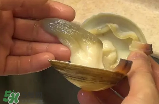 北極貝多少錢(qián)一斤？北極貝長(zhǎng)什么樣子