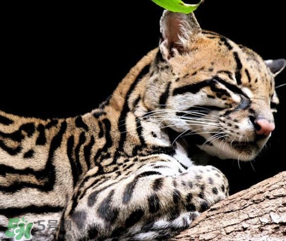豹貓可以養(yǎng)嗎？豹貓和一般的貓有什么區(qū)別