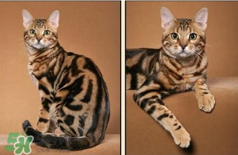 豹貓是豹子和貓生的嗎？豹貓是國家保護動物嗎