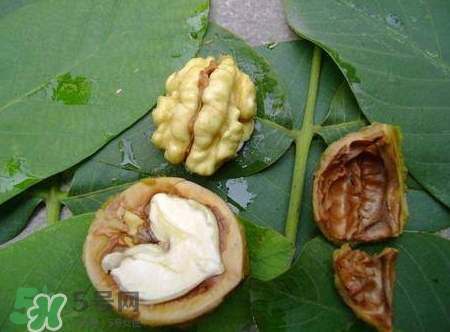 青皮核桃和干核桃哪個(gè)營養(yǎng)高？有什么區(qū)別？