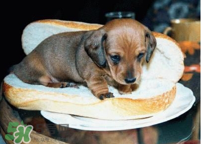 熱狗為什么叫熱狗？網(wǎng)絡(luò)上熱狗是什么意思