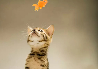 孟加拉豹貓多少錢一只？孟加拉豹貓粘人嗎