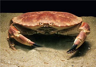 蟹黃可以做什么菜？蟹黃怎么做好吃？