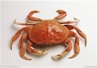哪種螃蟹有蟹黃？哪種螃蟹蟹黃最多？