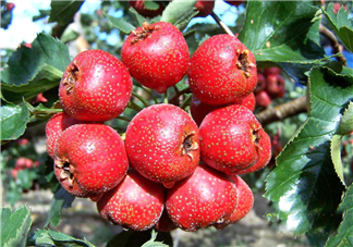 山楂怎么吃才減肥？山楂怎么吃能減肥瘦身？