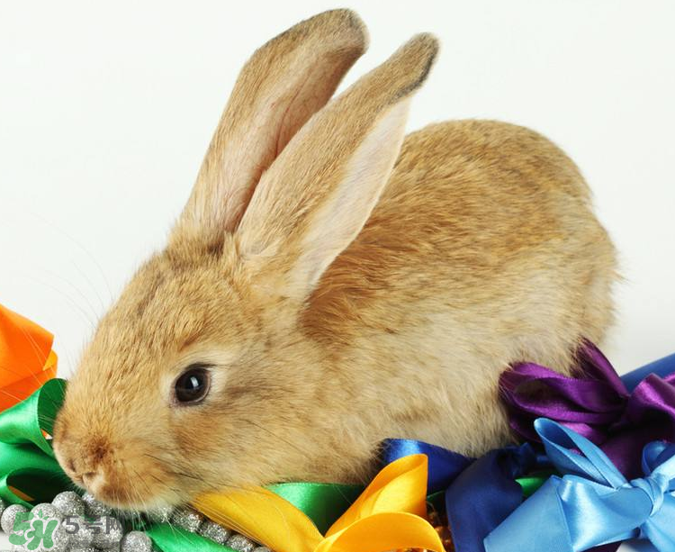 兔肉是涼性還是熱性？兔肉是酸性還是堿性？