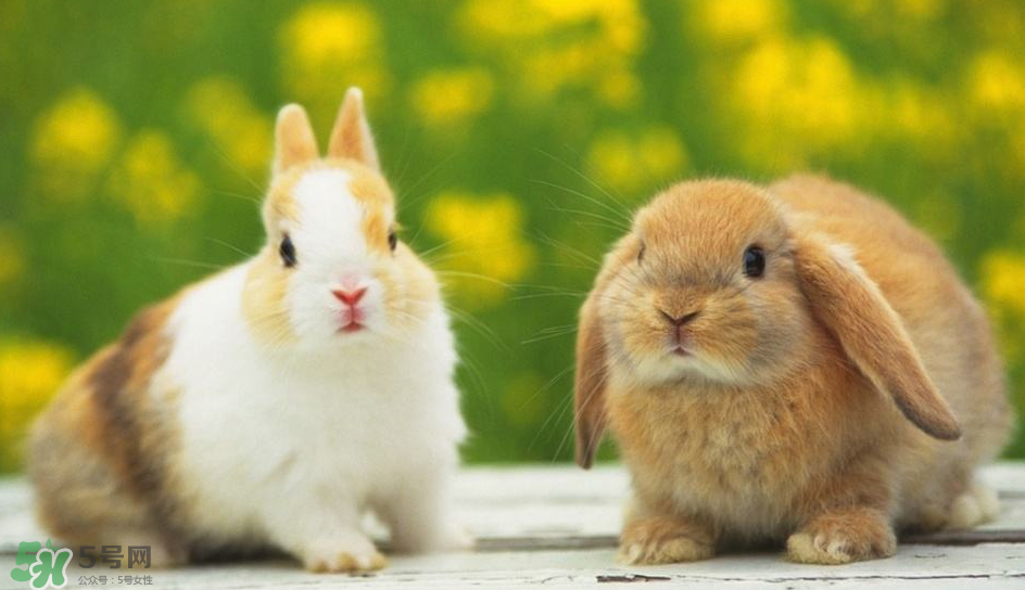 兔肉是涼性還是熱性？兔肉是酸性還是堿性？