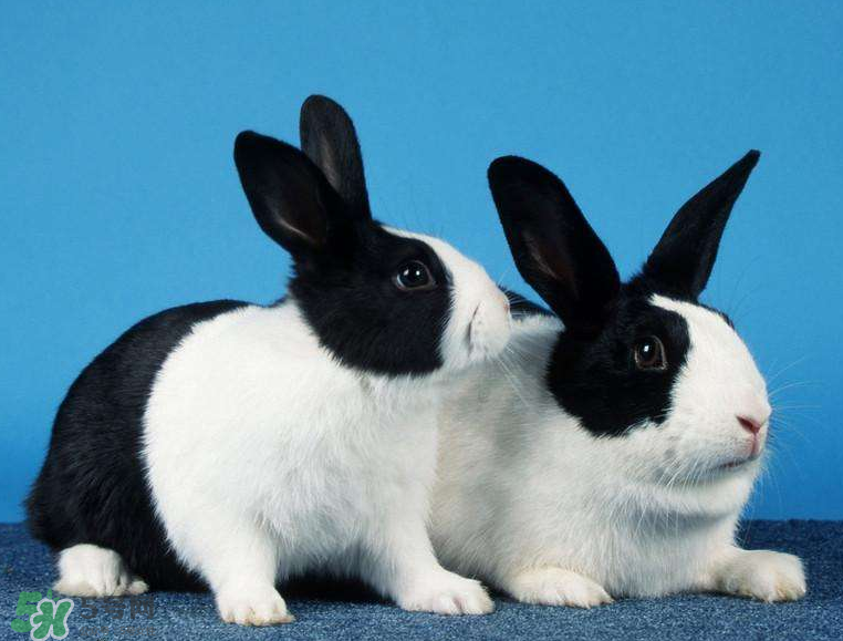 兔肉是涼性還是熱性？兔肉是酸性還是堿性？