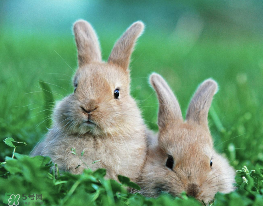 兔肉是涼性還是熱性？兔肉是酸性還是堿性？