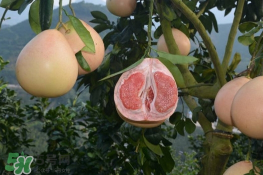 三紅蜜柚口味怎么樣？三紅蜜柚苗多少錢一棵