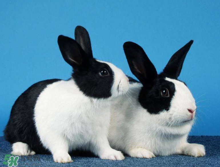 兔肉和什么一起燉最好？兔肉和什么一起吃最好？