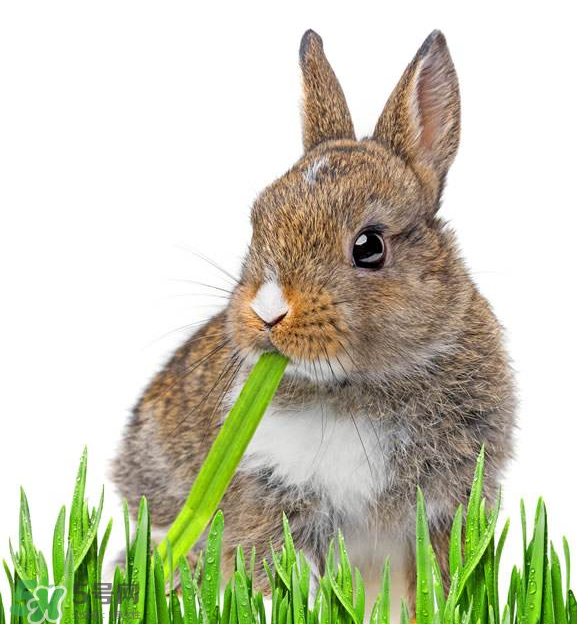 兔肉和什么一起燉最好？兔肉和什么一起吃最好？