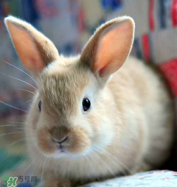 兔肉和什么一起燉最好？兔肉和什么一起吃最好？