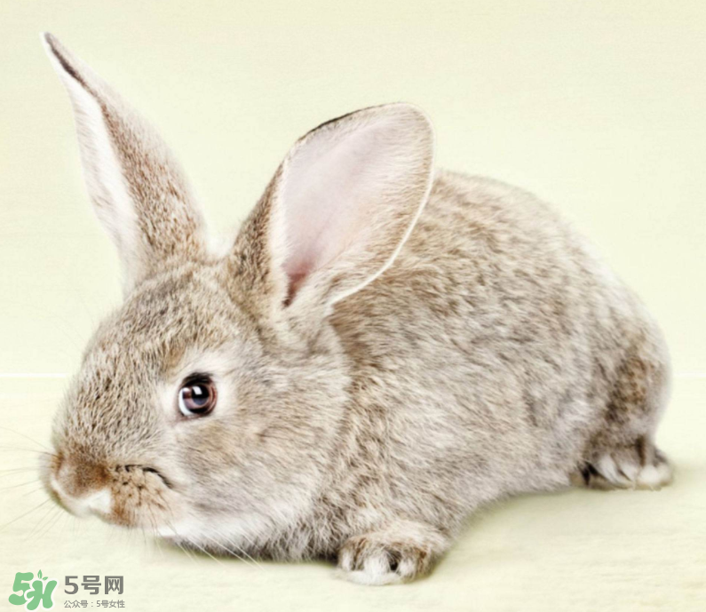 兔肉和什么一起燉最好？兔肉和什么一起吃最好？