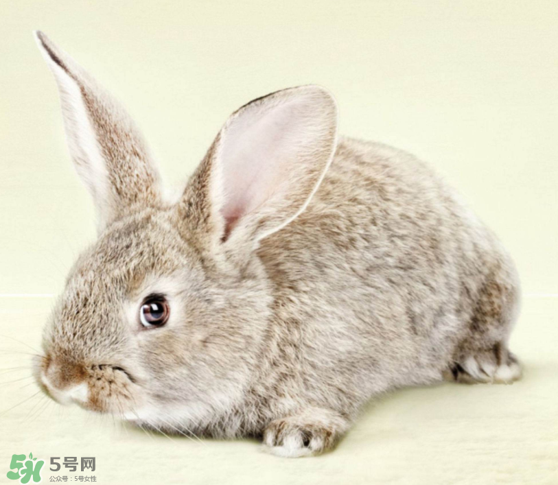 兔肉和雞肉能一起吃嗎？兔肉和土豆能一起吃嗎？