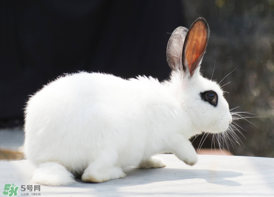 兔肉和雞肉能一起吃嗎？兔肉和土豆能一起吃嗎？