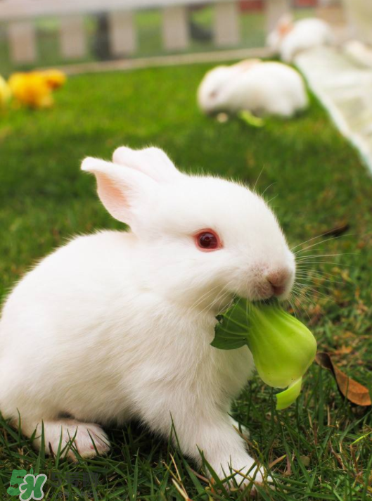 兔肉和雞肉能一起吃嗎？兔肉和土豆能一起吃嗎？