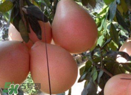 三紅蜜柚怎么挑選？三紅蜜柚種植方法與技巧