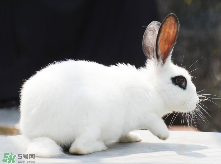 兔肉和芹菜能同吃嗎？兔肉和蝦能一起吃嗎？