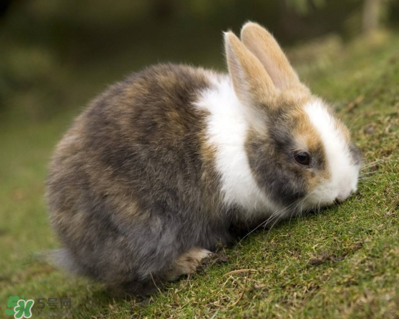 兔肉和芹菜能同吃嗎？兔肉和蝦能一起吃嗎？