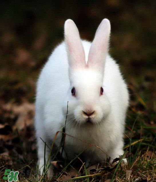 兔肉和芹菜能同吃嗎？兔肉和蝦能一起吃嗎？