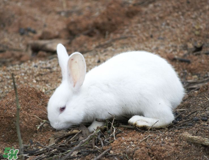 兔肉和芹菜能同吃嗎？兔肉和蝦能一起吃嗎？