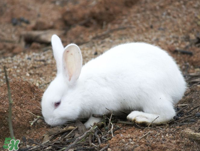 兔肉和羊肉能一起吃嗎？兔肉和羊肉相克嗎？