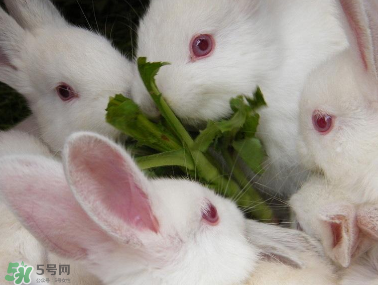 兔肉和羊肉能一起吃嗎？兔肉和羊肉相克嗎？