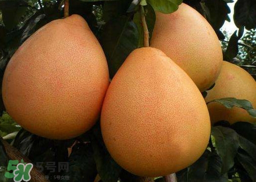 三紅蜜柚幾年結(jié)果？種三紅蜜柚好還是紅肉蜜柚好？