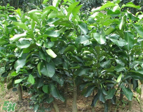 三紅蜜柚怎么儲藏保鮮？三紅蜜柚苗哪里可以買到