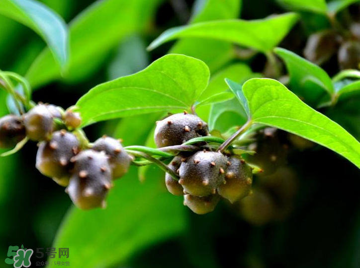 山藥豆是怎么長出來的？山藥豆是山藥的種子嗎？