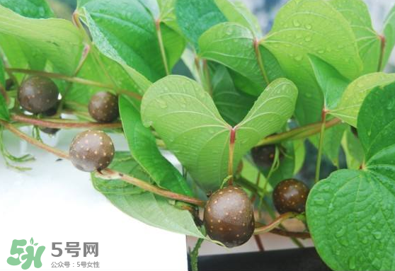 山藥豆能生吃嗎？山藥豆能帶皮吃嗎？