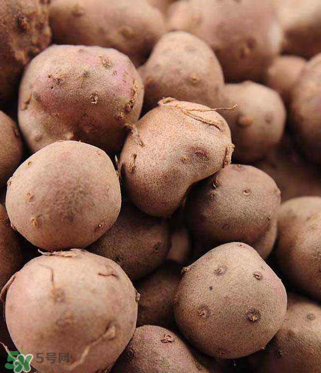 山藥豆能種植嗎？山藥豆怎么種？