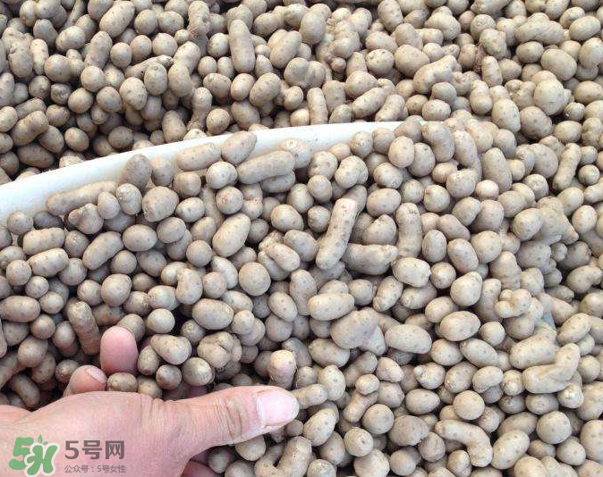 山藥豆能種植嗎？山藥豆怎么種？