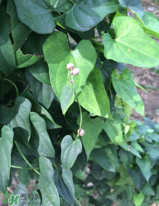 山藥豆能種植嗎？山藥豆怎么種？