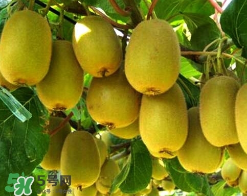 黃心獼猴桃叫什么名字？黃心獼猴桃是什么品種