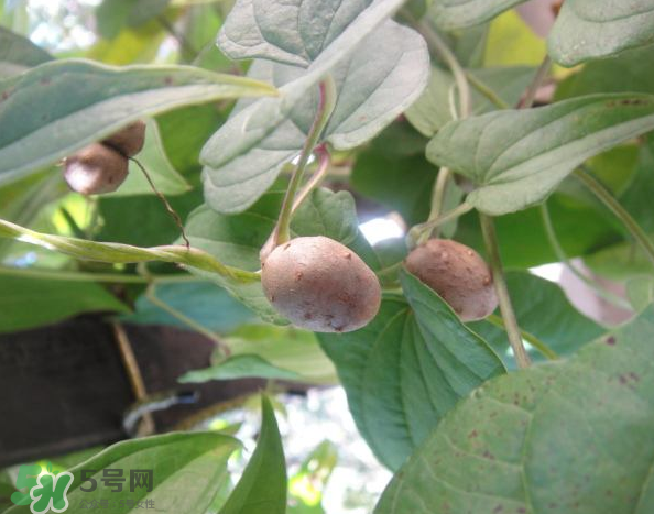 山藥豆能泡酒嗎？山藥豆能打豆?jié){嗎？