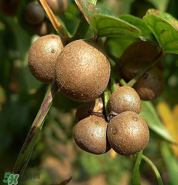 山藥豆能泡酒嗎？山藥豆能打豆?jié){嗎？