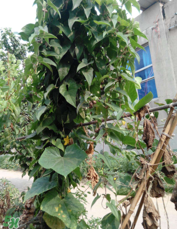 山藥豆能泡酒嗎？山藥豆能打豆?jié){嗎？