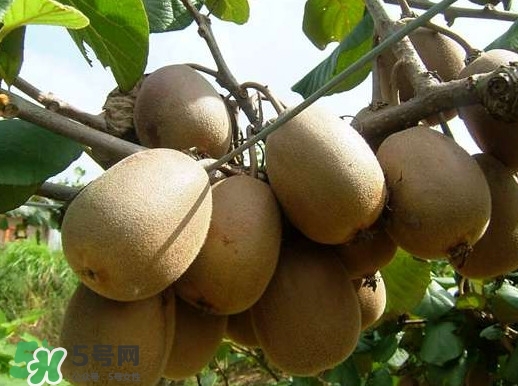 黃心獼猴桃叫什么名字？黃心獼猴桃是什么品種