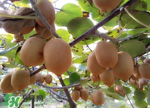 黃心獼猴桃叫什么名字？黃心獼猴桃是什么品種