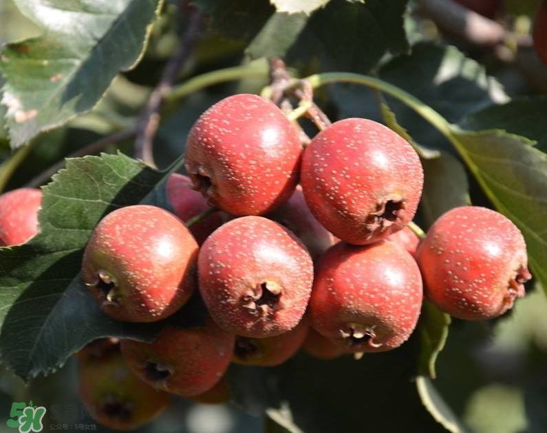 山楂和枸杞能一起泡水喝嗎？