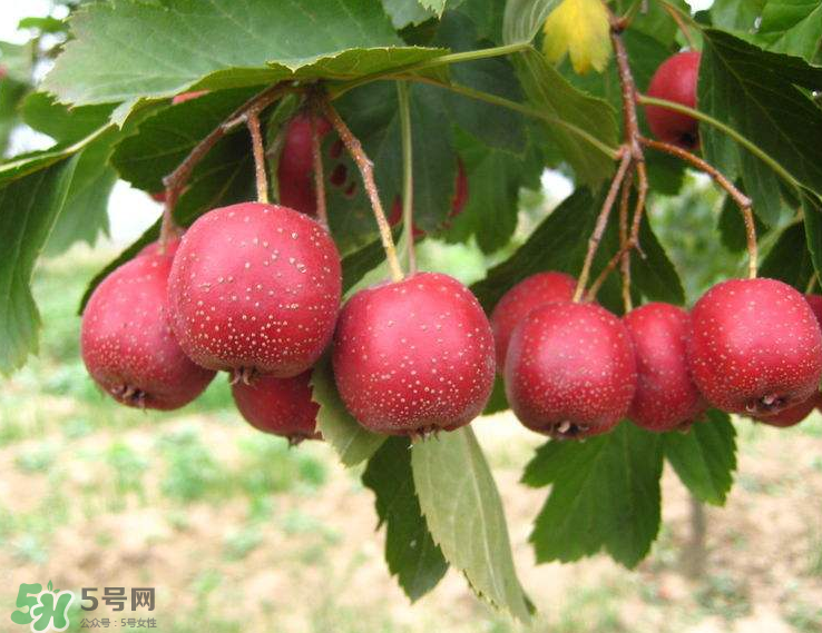 山楂和菊花能一起泡水喝嗎？