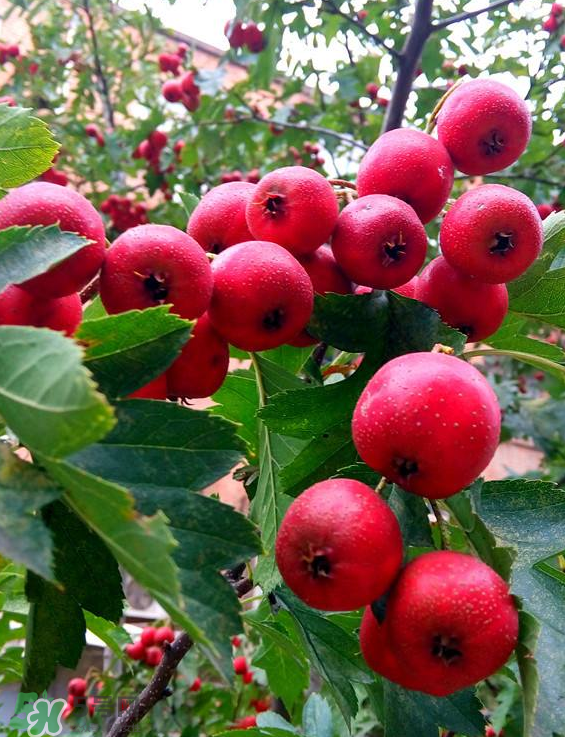山楂和菊花能一起泡水喝嗎？