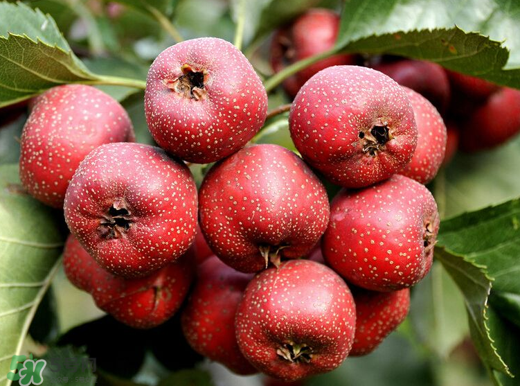 山楂和決明子泡茶喝的功效是什么？