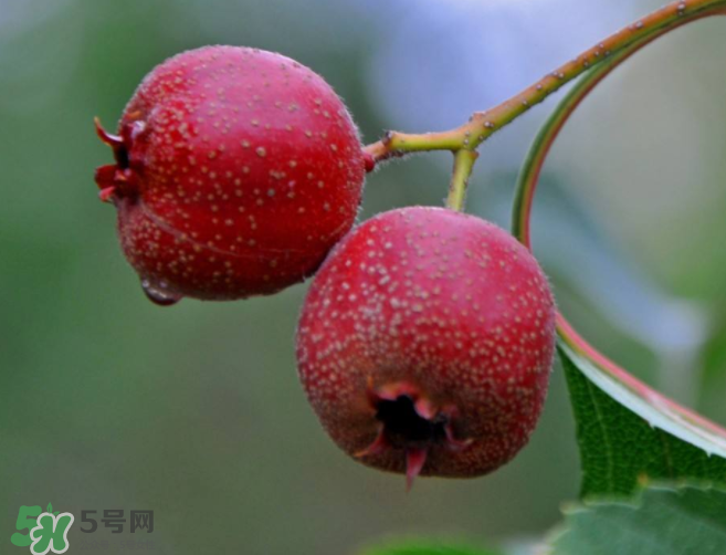 山楂和決明子泡茶喝的功效是什么？