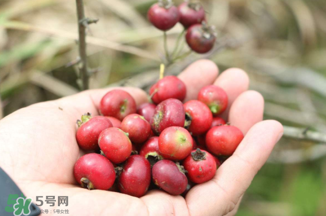 山楂和蜂蜜能一起沖水喝嗎？